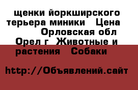 щенки йоркширского терьера миники › Цена ­ 12 000 - Орловская обл., Орел г. Животные и растения » Собаки   